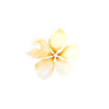 watercolor simple peach flowers png