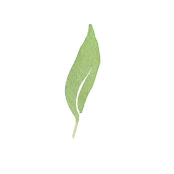 watercolor simple green leaf png