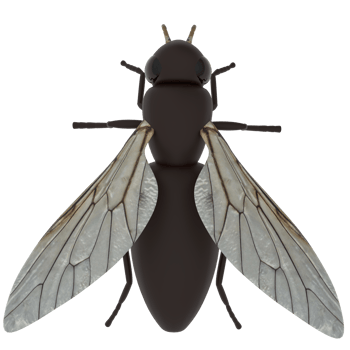 Fly isolated on transparent png