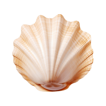 AI generated Seashell on transparent background png