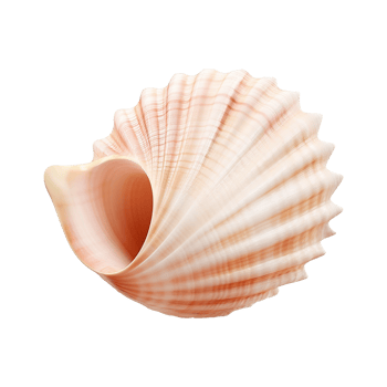 AI generated Seashell on transparent background png