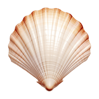 AI generated Seashell on transparent background png