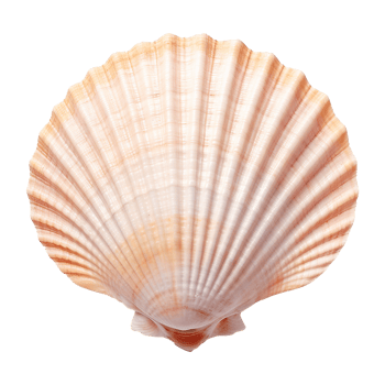 AI generated Seashell on transparent background png
