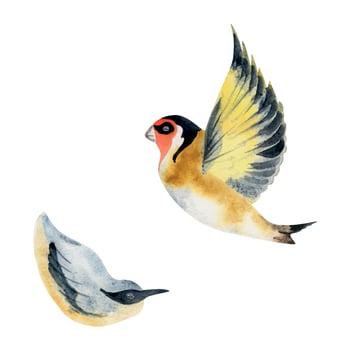 Hand drawn watercolor illustration nature animal small birds, flying goldfinch, wood nuthatch songbird. Single object isolated on white background. Design print, shop, scrapbooking, decoupage, booklet vector
