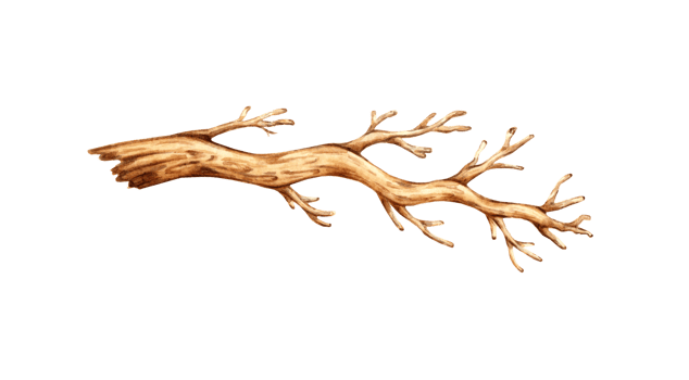 Watercolor illustration of a dry brown tree branch. A graphic element of a botanical drawing is a tree branch without leaves. Isolated. Natural decor from dry sprout. png