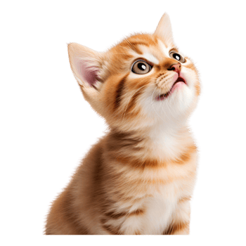 AI generated Cute baby cat  with  Transparent background Generative AI png