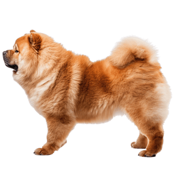 AI generated Side view of a brown furred Chow Chow dog on a transparent background. png