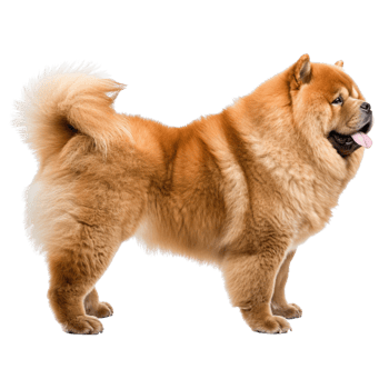 AI generated Side view of a brown furred Chow Chow dog on a transparent background. png