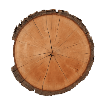 AI generated Old tree slice on transparent background png