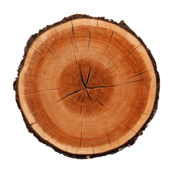 AI generated Old tree slice on transparent background png