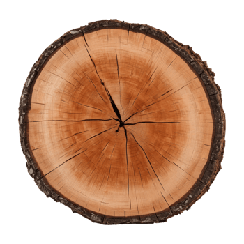 AI generated Old tree slice on transparent background png