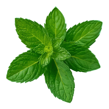 AI generated Mint in green on transparent background isolated png
