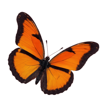 AI generated Orange and black butterfly isolated png