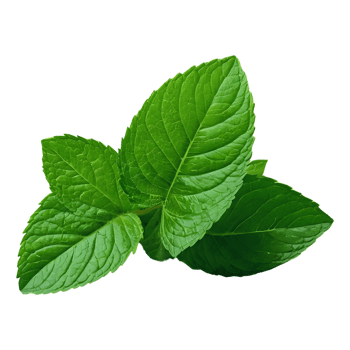 AI generated Health benefits of green and fresh mint leaves isolated png
