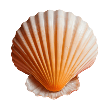 AI generated Transparent background with shells isolated png