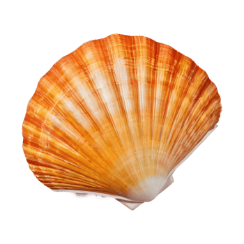 AI generated Transparent background with shells isolated png