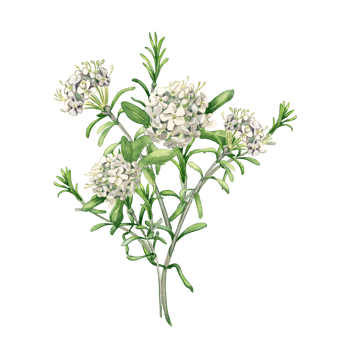 Watercolor illustration bunch of labrador tea flowers. Painted floral sprig of wild rosemary in gentle colors. Wedding elements with light flowers. Design for Easter card. png