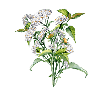 Achillea millefolium, nettle, beggarticks watercolor illustration. Medicinal flowers painted. Useful herbs, medicinal plants hand drawn. Design for label, package, card. png