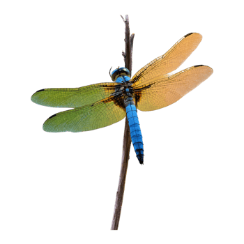 AI generated Dragonfly perched on natural branches isolated png