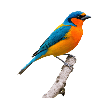 AI generated Solitary vibrant bird perched on the tree isolated png