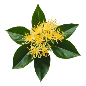 AI generated Sweet osmanthus blooms on transparent background isolated png