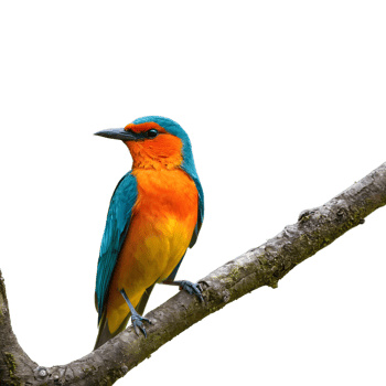 AI generated Solitary vibrant bird perched on the tree isolated png