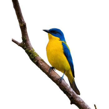 AI generated Solitary vibrant bird perched on the tree isolated png