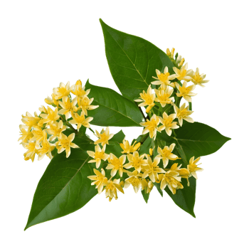 AI generated Sweet osmanthus blooms on transparent background isolated png