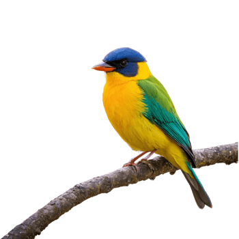 AI generated Solitary vibrant bird perched on the tree isolated png