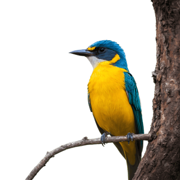 AI generated Solitary vibrant bird perched on the tree isolated png
