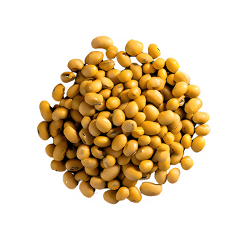 AI generated Roasted soybeans isolated on transparent background png