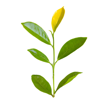 AI generated Green tea leaves isolated on transparent background png
