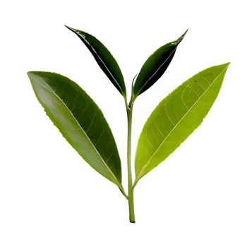 AI generated Green tea leaves isolated on transparent background png