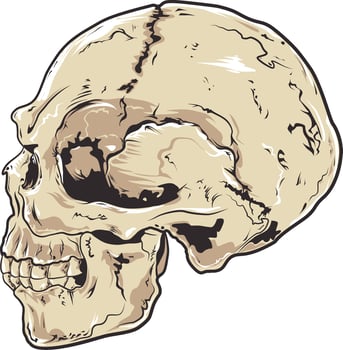 Human Skull Vector  Illustration.