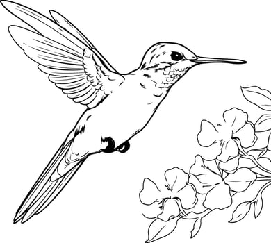 Hummingbird coloring pages vector