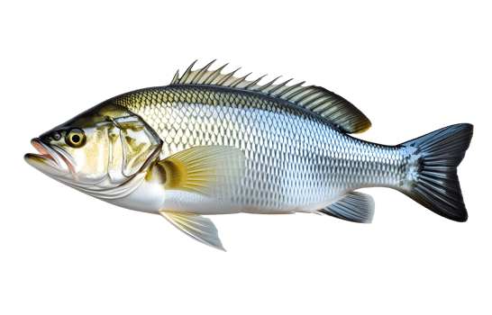 AI generated Fresh sea bass fish isolated png