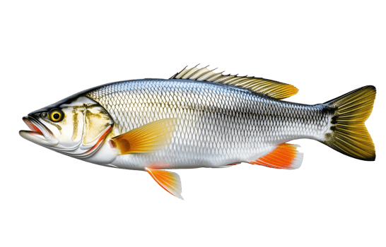 AI generated Fresh sea bass fish isolated png