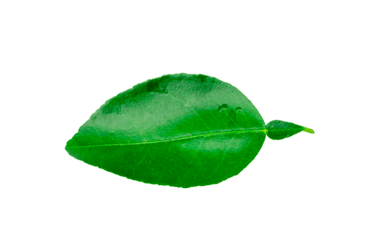 Top view of fresh green lemon leaf isolated with clipping path in png file format