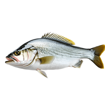 AI generated fish isolated on transparent background png