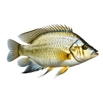 AI generated Tilapia isolated on transparent background. png