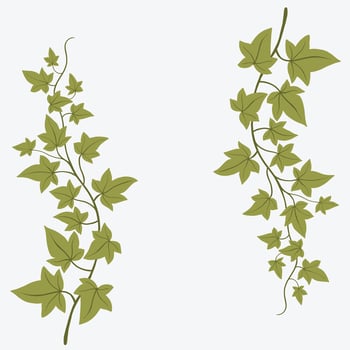 Floral ivy drawing decorative ornament flat design. vector