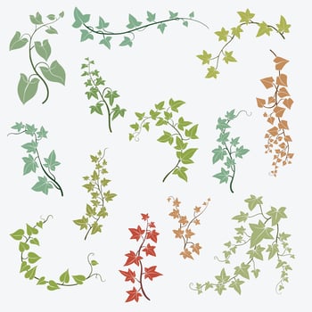 Floral ivy drawing decorative ornament flat design collection. vector