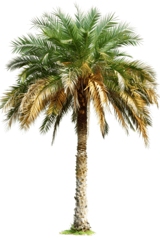 AI generated palm tree PNG
