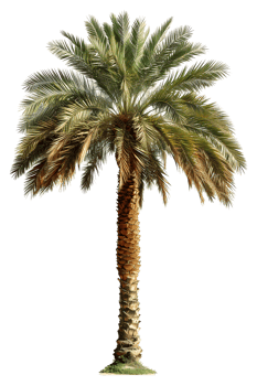 AI generated palm tree PNG