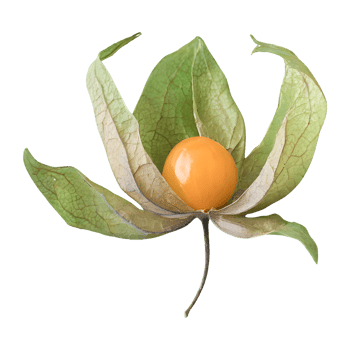AI generated Cape gooseberry physalis with leaves isolated on transparent background png