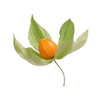 AI generated Cape gooseberry physalis with leaves isolated on transparent background png