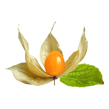 AI generated Cape gooseberry physalis with leaves isolated on transparent background png