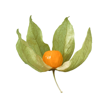 AI generated Cape gooseberry physalis with leaves isolated on transparent background png