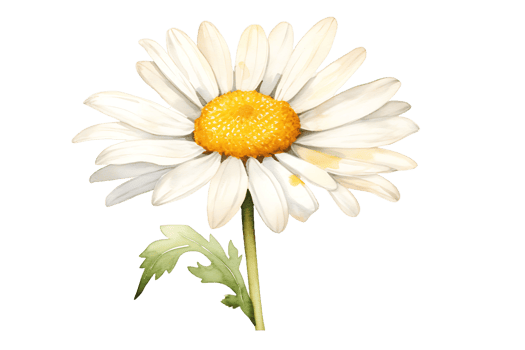 AI generated Daisy Flower Watercolor Clipart  Chamomile Illustration Perfect for Wedding and Home Decor png