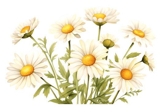 AI generated Daisy Flower Watercolor Clipart  Chamomile Illustration Perfect for Wedding and Home Decor png